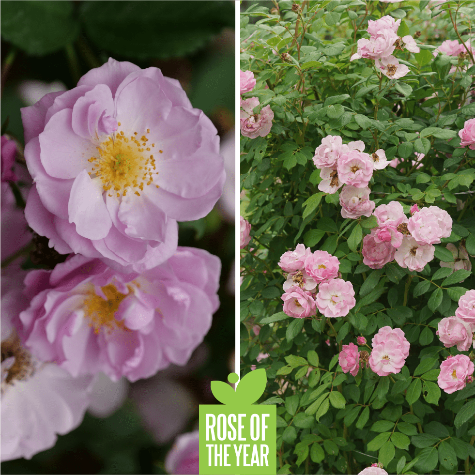 Proven Winners Rose of the Year - Oso Easy Peasy