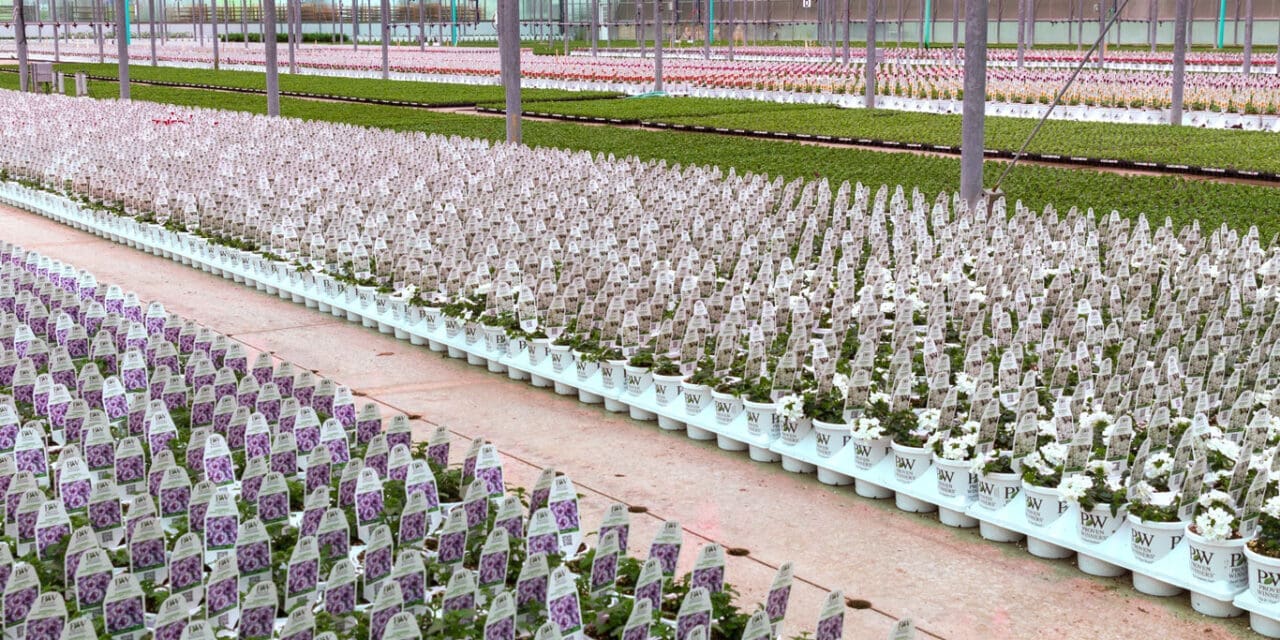 Proven Winners® Containers Four Star Greenhouse