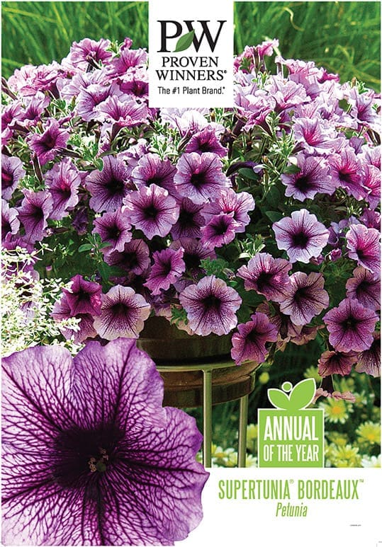 Merchandising Strategies Four Star Greenhouse