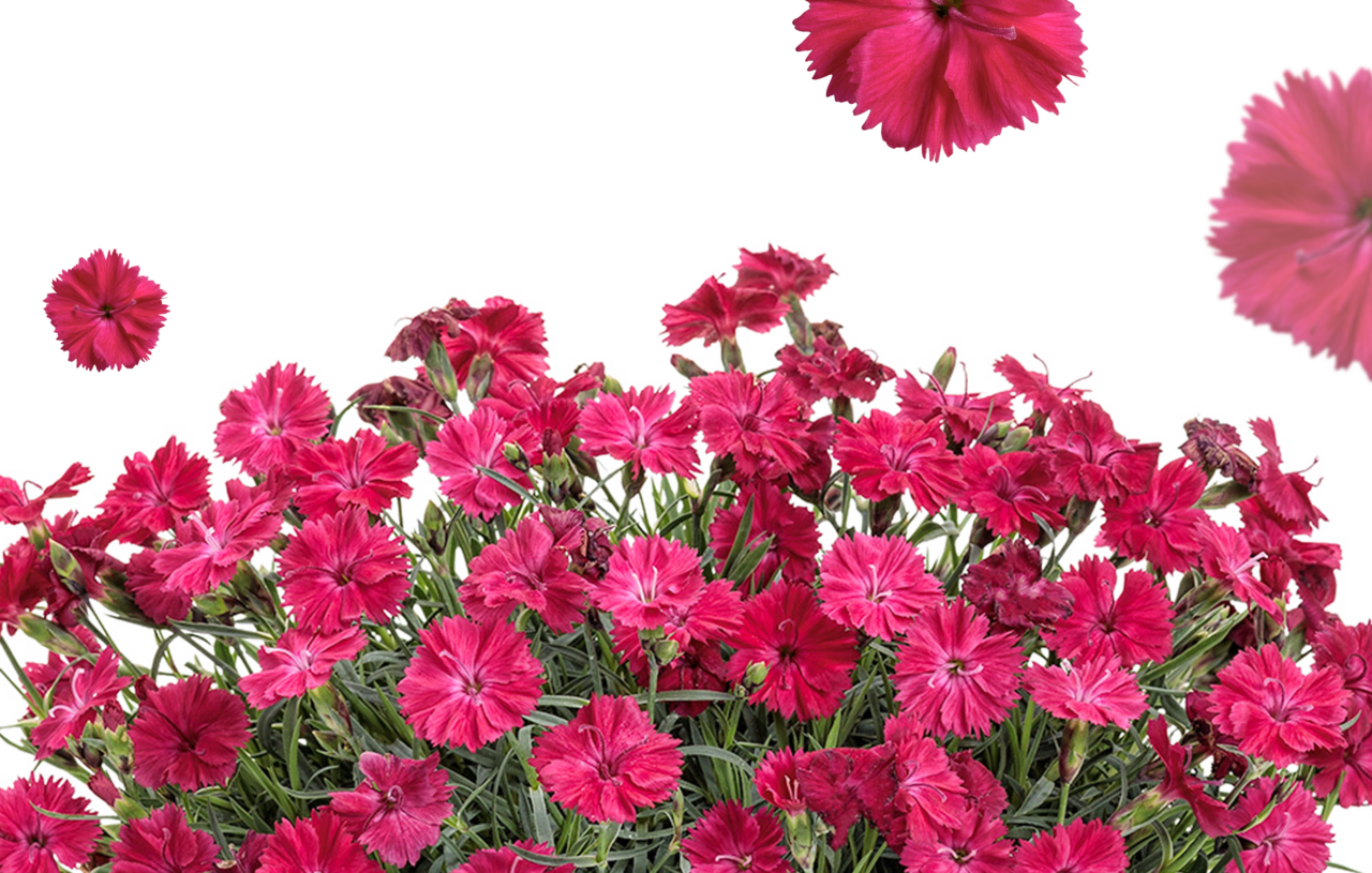 Request for Print Catalog Retailer Supplier of Proven Winners