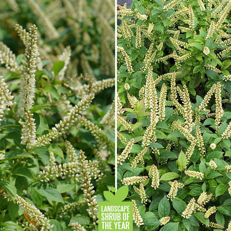 Proven Winners Shrub of the Year - Fizzy Mizzy