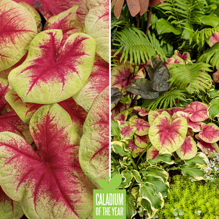 Proven Winners Caladium of the Year - Heart to Heart "Lemon Blush"