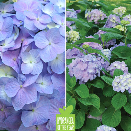 Proven Winners Hydrangea of the Year - Let's Dance Sky View