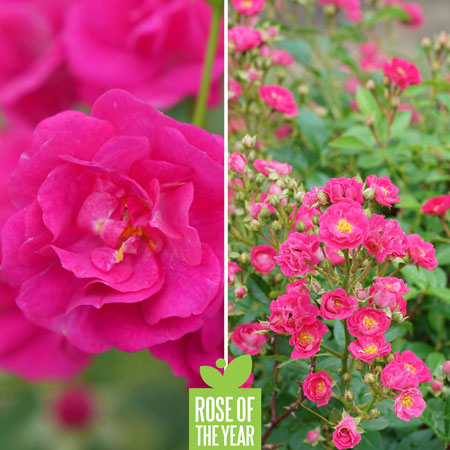 Proven Winners Rose of the Year - Oso Easy Peasy