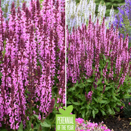 Proven Winners Perennial of the Year - Pink Profusion