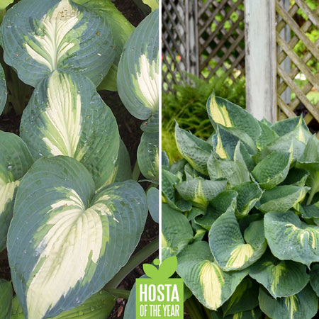 Proven Winners Hosta of the Year - Shadowland "Hudson Bay"