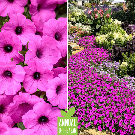 Proven Winners Annual of the Year - Supertunia Vista Jazzberry