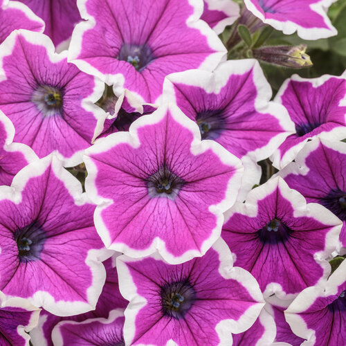 Supertunia® Hoopla&trade Vivid Orchid™