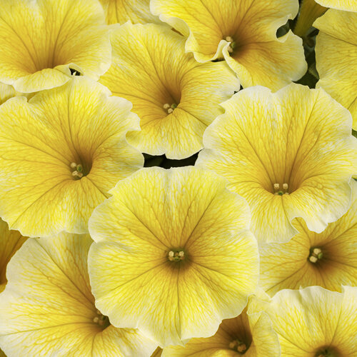 Supertunia® Saffron Finch™