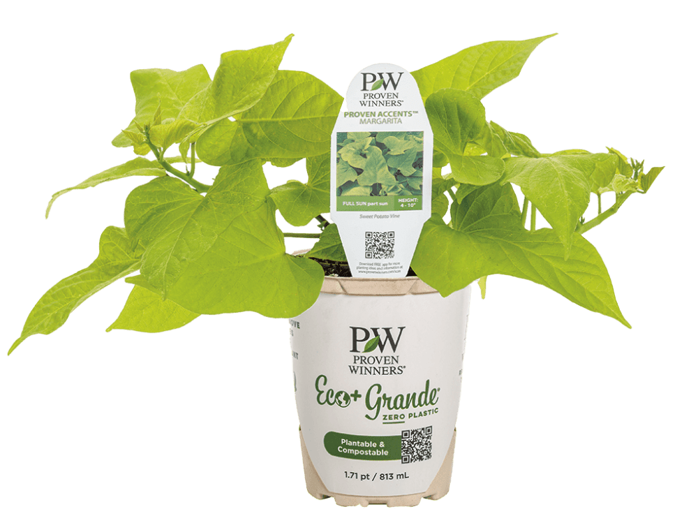 Four Star Greenhouse Proven Winners Supplier