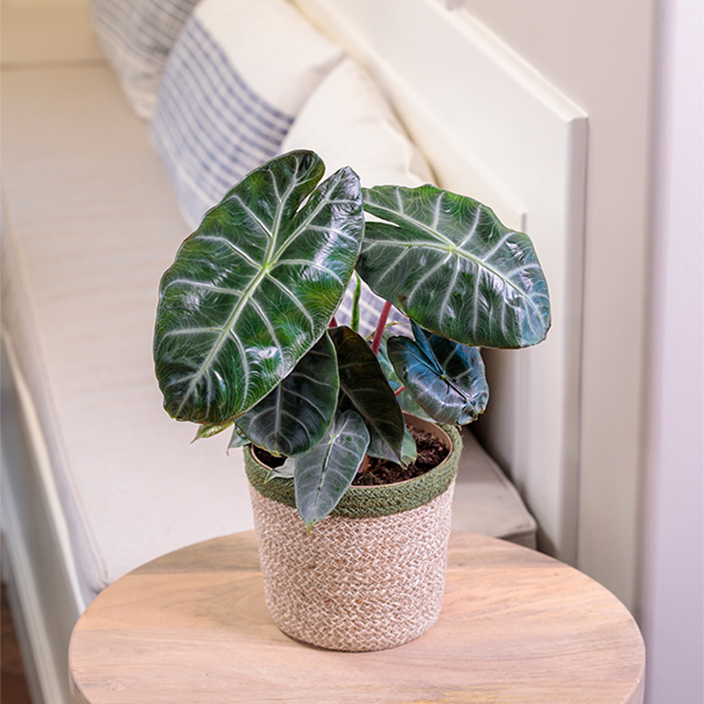 Leafjoy2