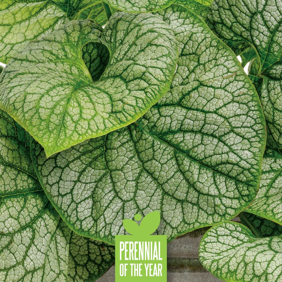 Proven Winners Perennial of the Year - Pink Profusion